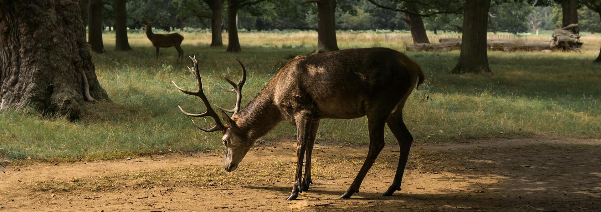 Domaine de chasse en Sologne
